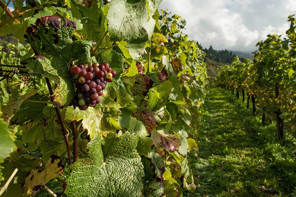 Vignes Cahors